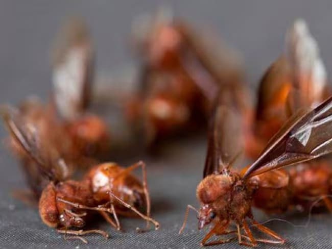 Hormiga culona combatiría infecciones / Foto: Suministrada