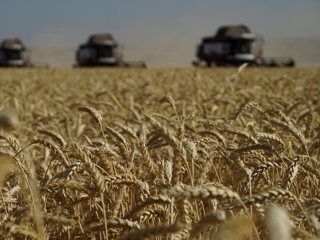 Imagen de referencia de las granjas de cereal ocupadas en la zona del Donetsk, al este de Ucrania. (Photo by STRINGER / AFP) (Photo by STRINGER/AFP via Getty Images)