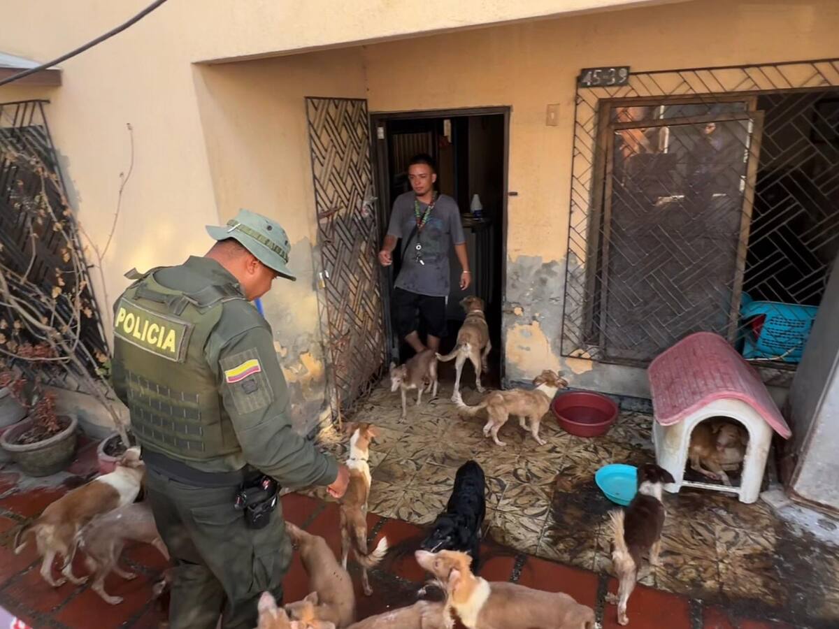Diez perros rescatados en el barrio España de Cartagena pasarán a Centro de Bienestar El Guardián