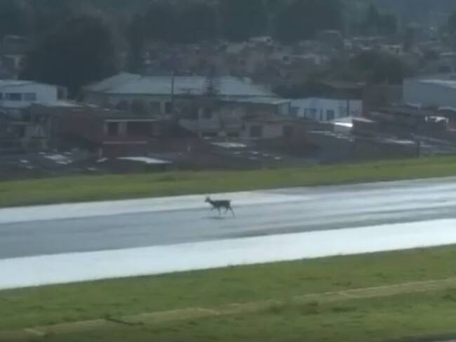 En video quedó un venado que corría en la pista del Aeropuerto La Nubia