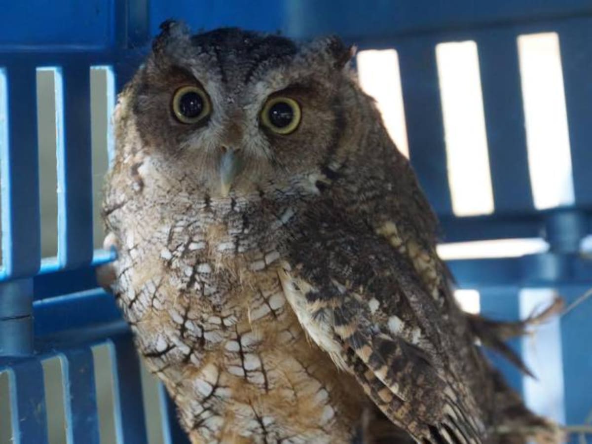 Tres Búhos Currucutú fueron liberados en bosques de Boyacá