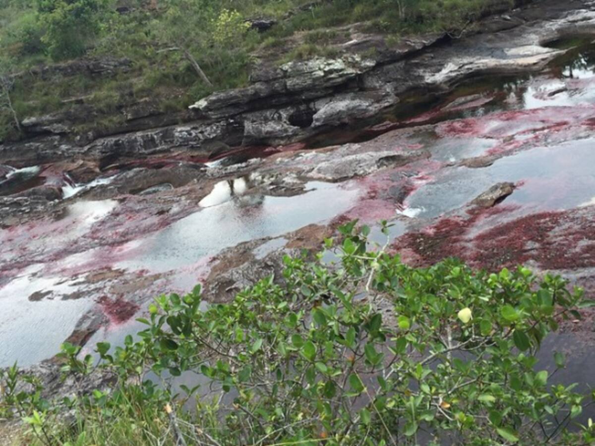 Denuncian licencia para explotación petrolera cerca de Caño Cristales