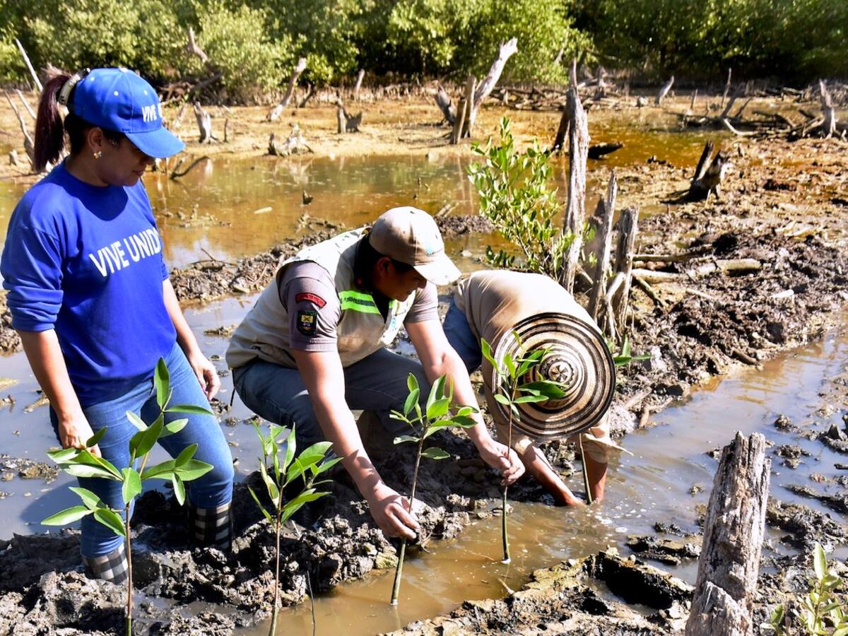 Primera jornada de restauración ecológica del 2023 en la Ciénaga de la Virgen