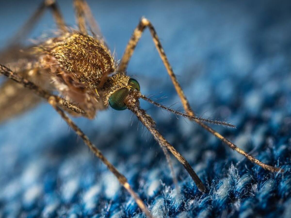 La historia de las moscas y los mosquitos