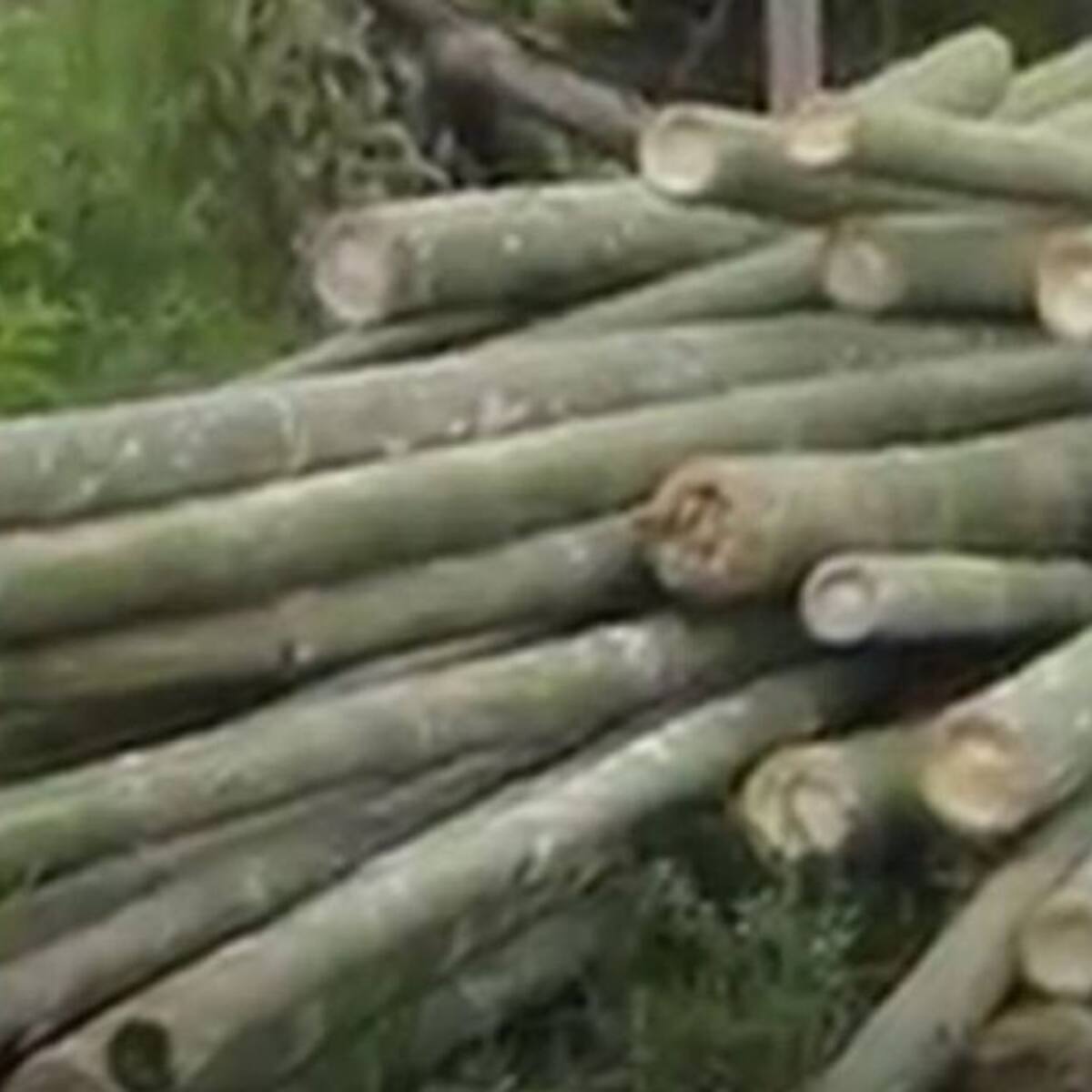 Quindío, epicentro de la Cadena Productiva de la guadua