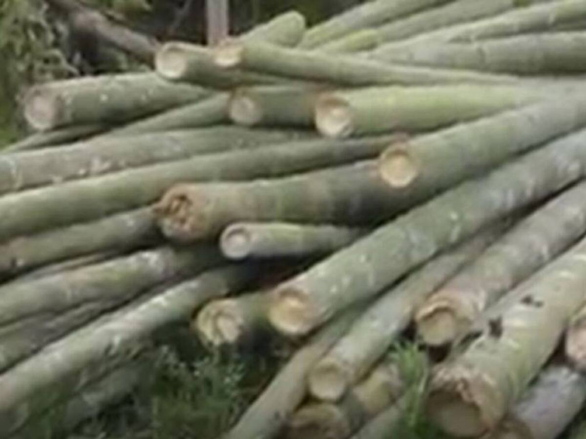 Quindío, epicentro de la Cadena Productiva de la guadua