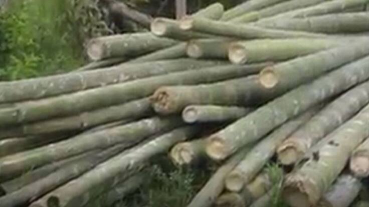 Vicepresidente de la Federación Nacional de la Guadua Juan Clímaco Castellanos