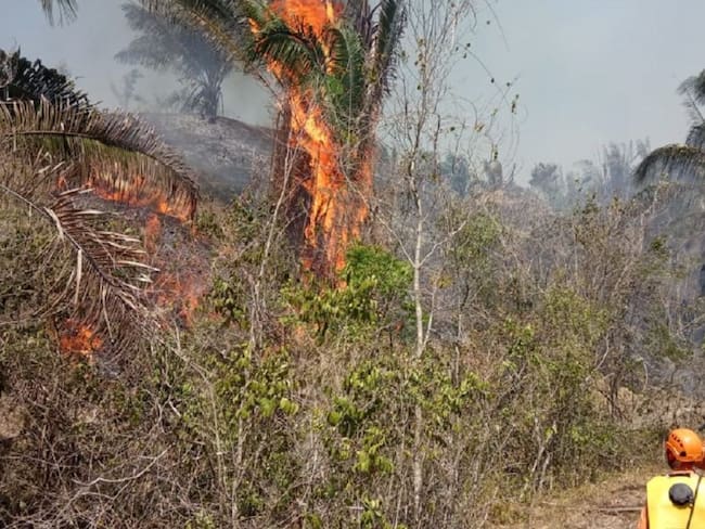 8.000 hectáreas de vegetación afectadas por incendios en Tolima