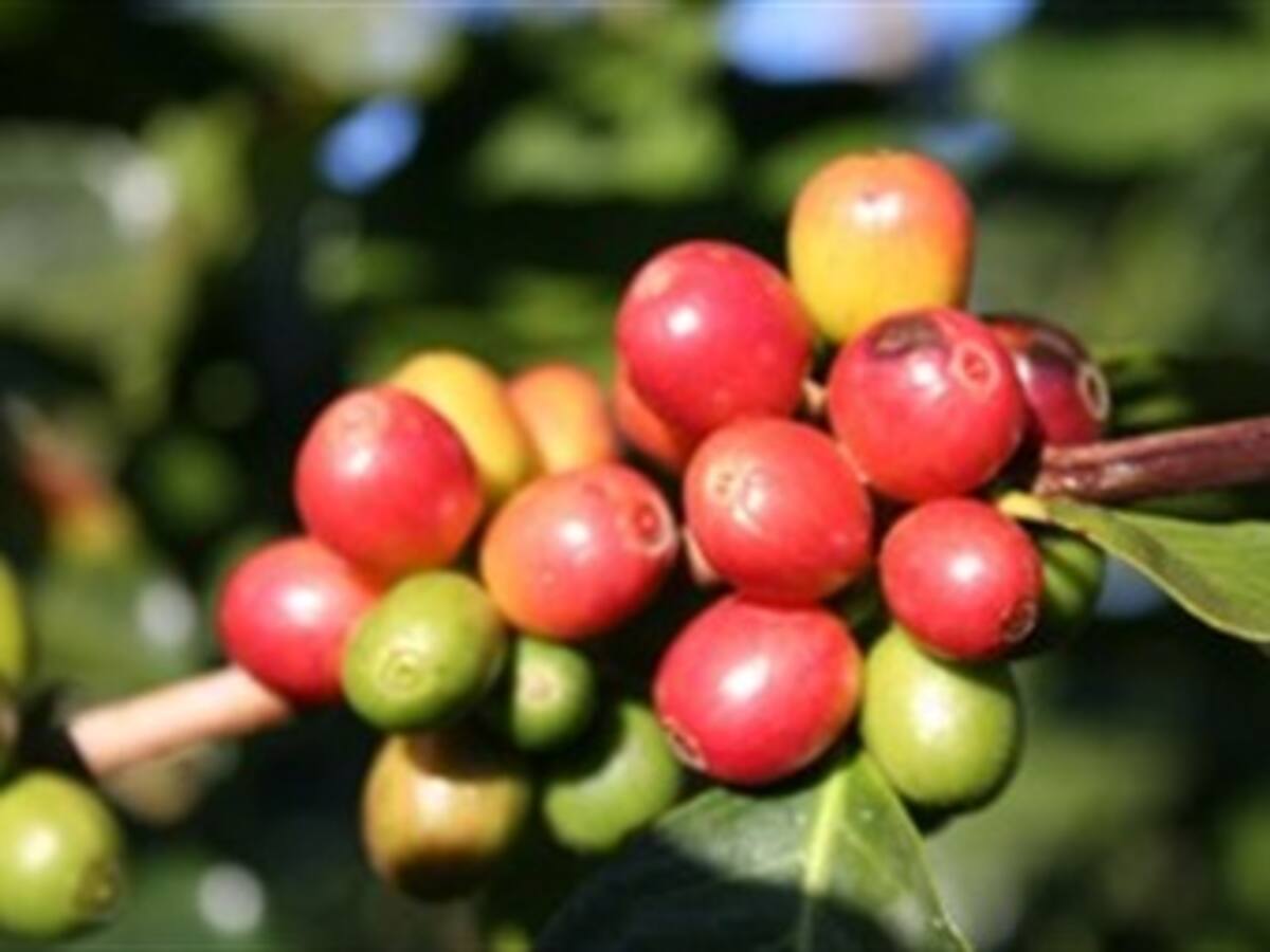 El café está 'a precio de oro', pero de nada le sirve a los productores