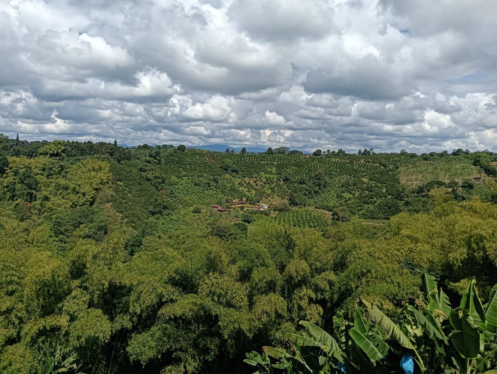 Los hermosos paisajes del Quindío. Foto: Adrián Trejos