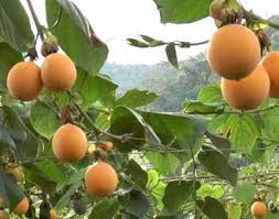 Entre un 60% y 70% de las áreas productoras fueron afectadas. Foto Redes Sociales.