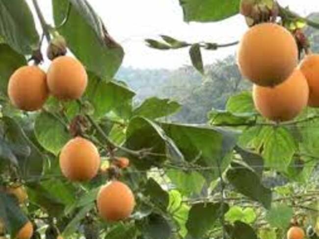 Entre un 60% y 70% de las áreas productoras fueron afectadas. Foto Redes Sociales.