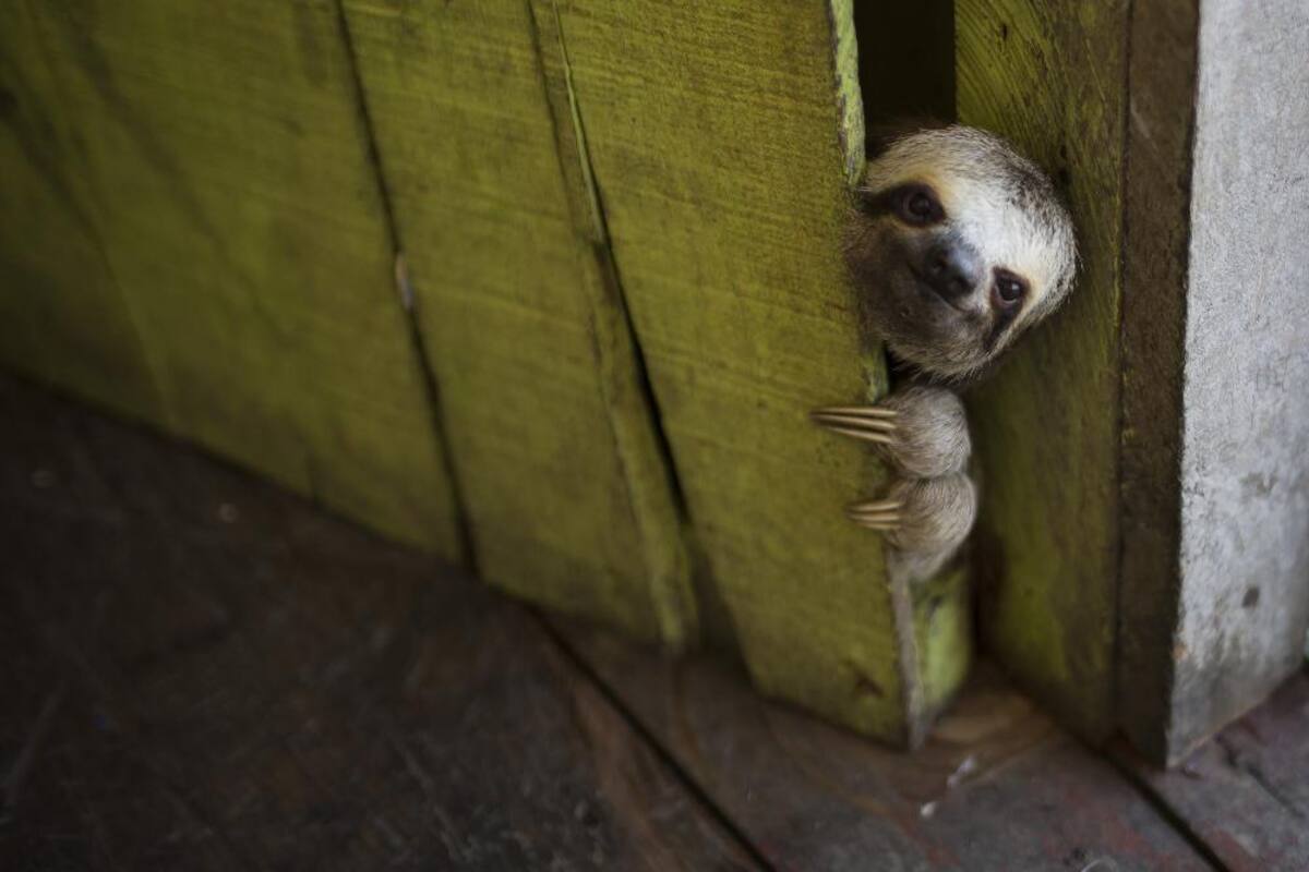 20 de mayo 2014. Un perezoso bebé se asoma desde detrás de una puerta en una casa flotante en el 'Lago do Janauari' cerca de Manaus, Brasil.