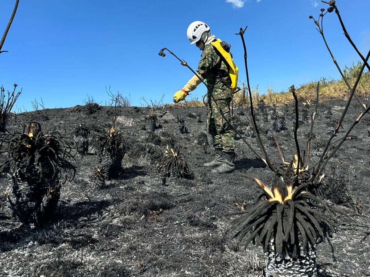 ¿Por qué nos debe preocupar la pérdida de frailejones, y vegetación por cuenta de los incendios?