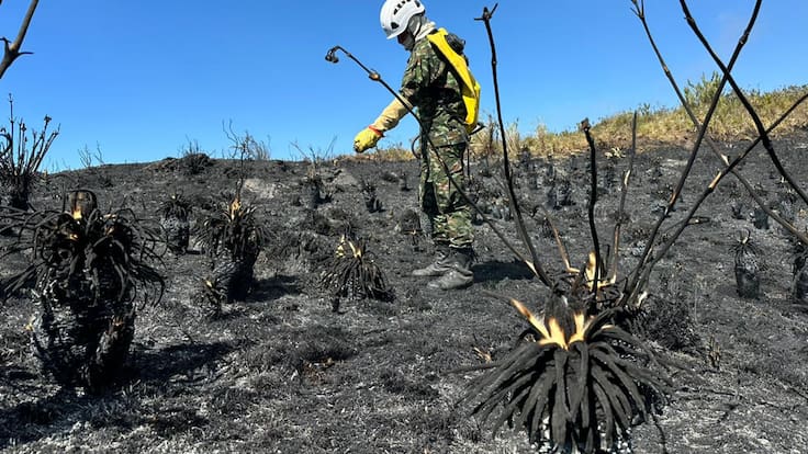 ¿Por qué nos debe preocupar la pérdida de frailejones, y vegetación por cuenta de los incendios?