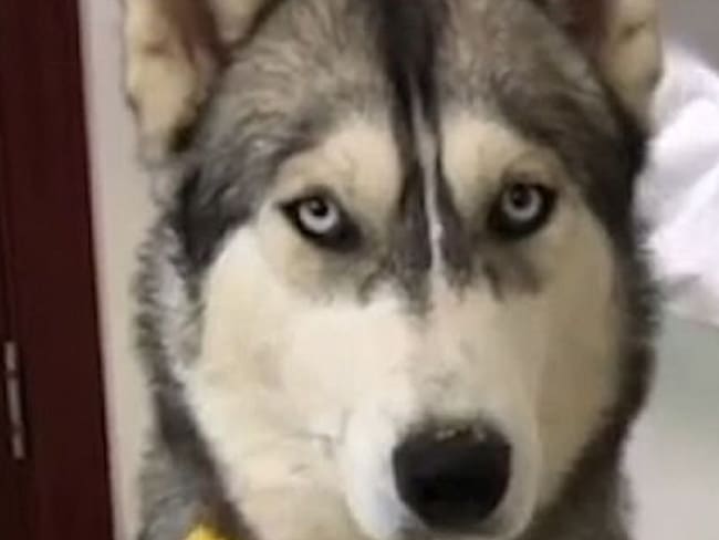 La cara de un perro engañado es tendencia en redes