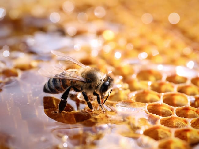 Panal fresco con una abeja (Foto vía Getty Images)