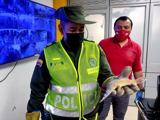 La Policía Ambiental interpondrá una denuncia al ciudadano que despachó por encomienda a las dos especies por el delito de manejo ilícito de especies exóticas y tráfico ilegal