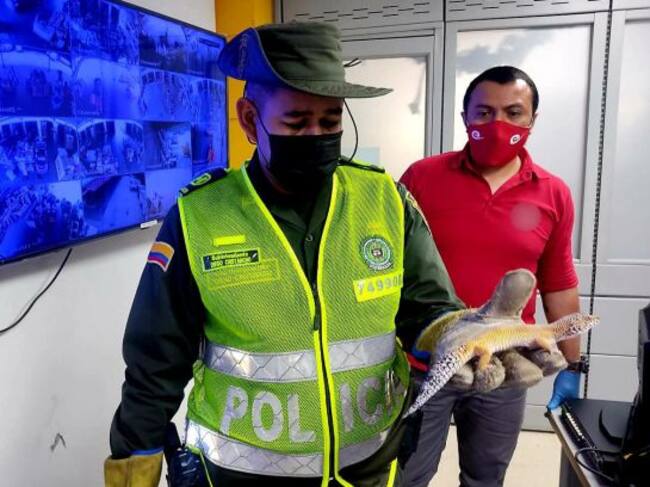 La Policía Ambiental interpondrá una denuncia al ciudadano que despachó por encomienda a las dos especies por el delito de manejo ilícito de especies exóticas y tráfico ilegal