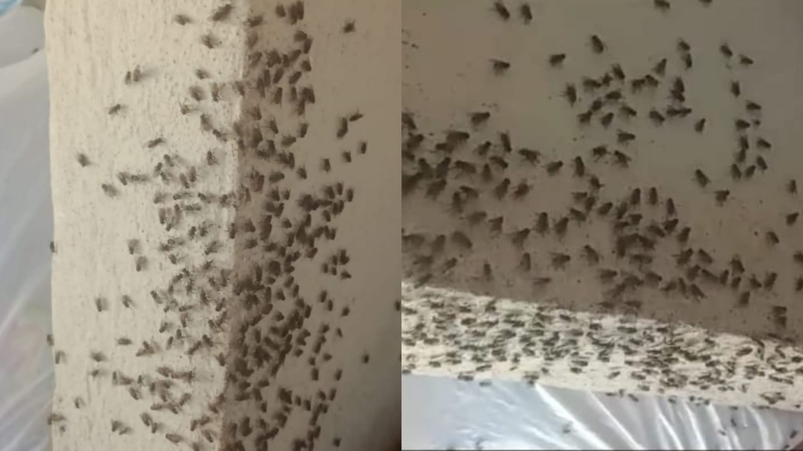 Alerta por proliferación de moscas en la zona rural del municipio de Los Patios