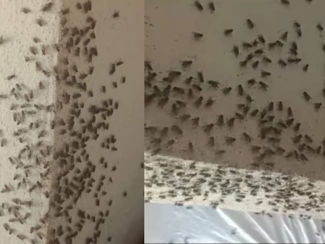 Alerta por proliferación de moscas en la zona rural del municipio de Los Patios