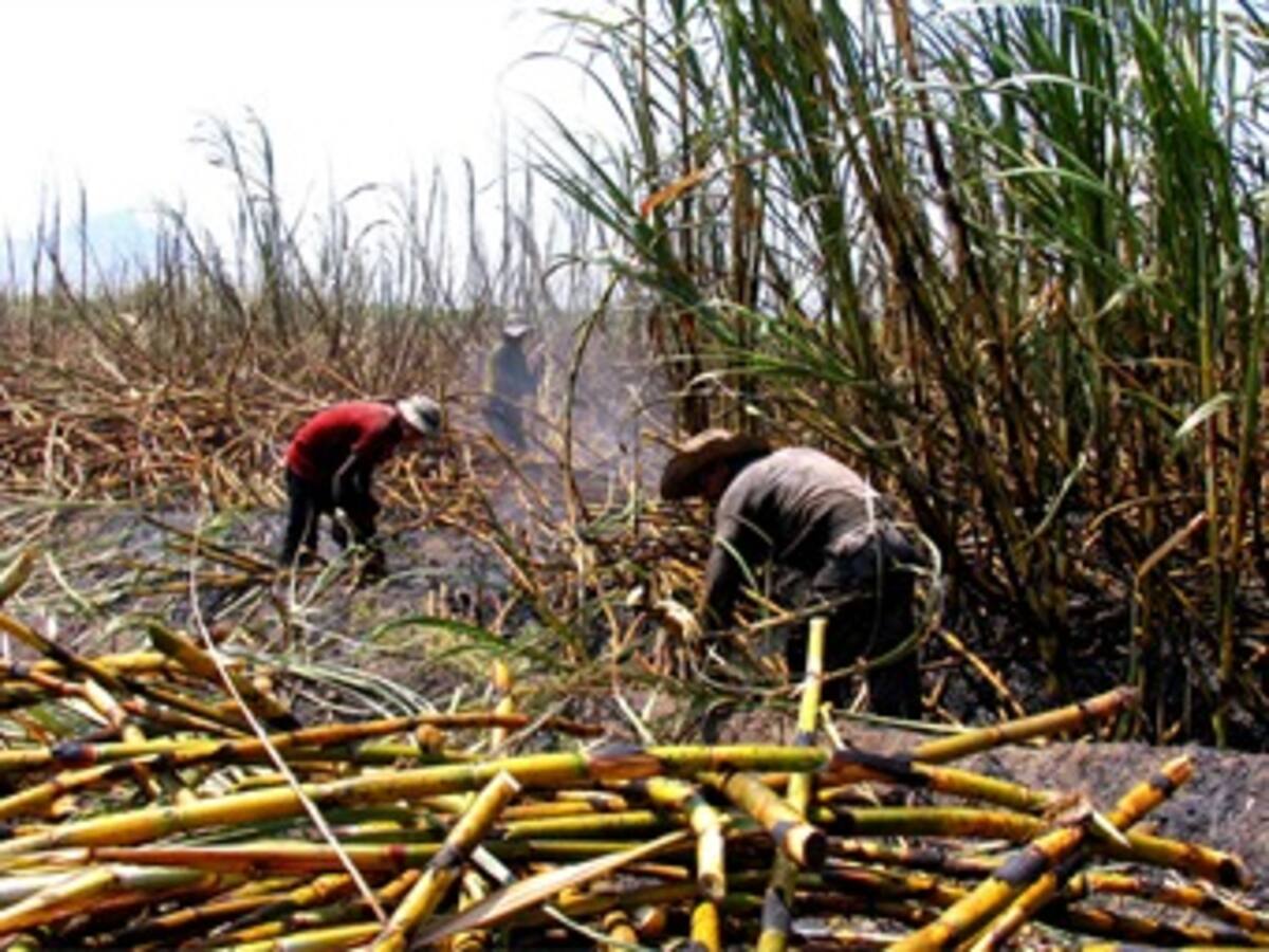 Alrededor de 600 corteros de caña vinculados al Ingenio La Cabaña entraron en paro