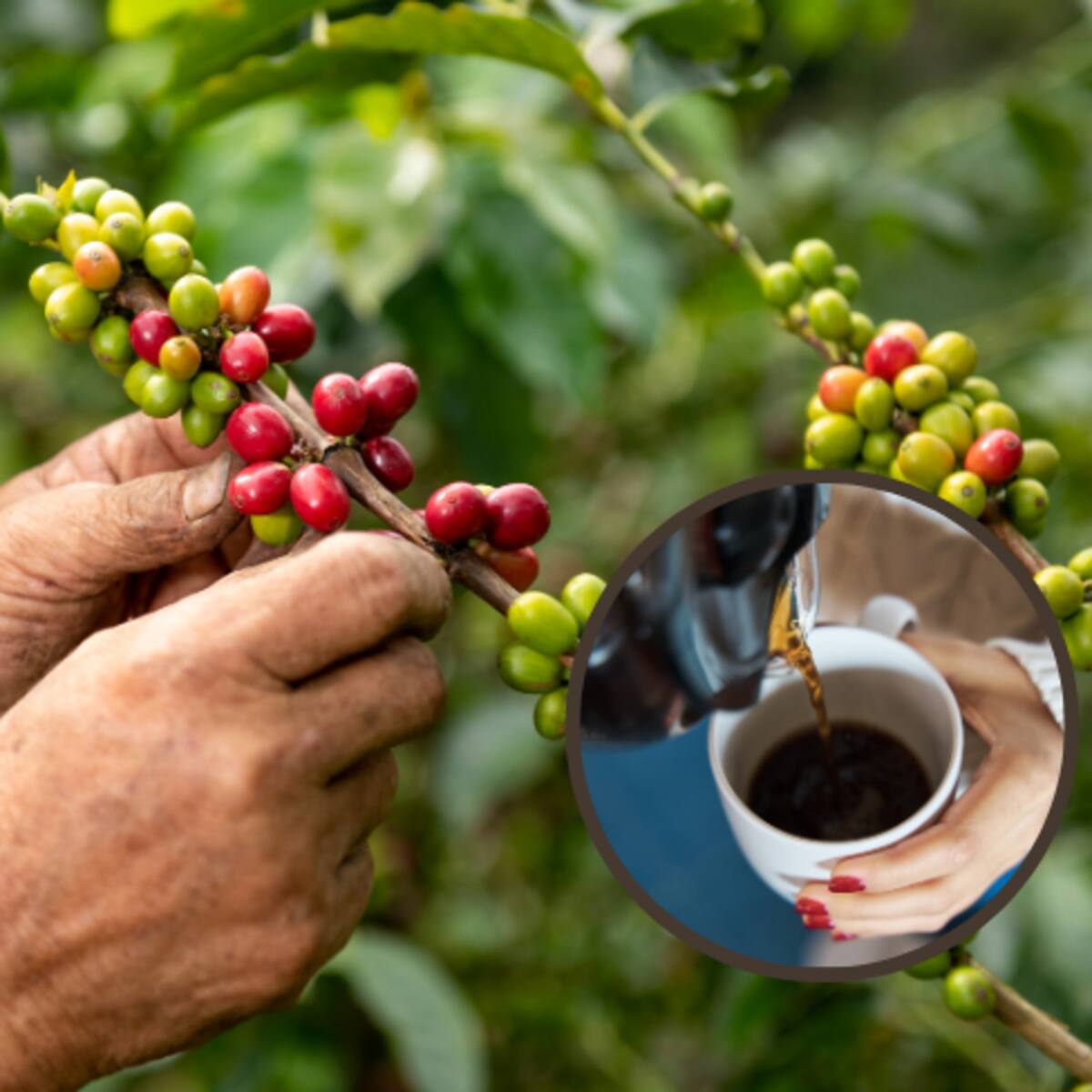 ¿Ya lo probó? Estos 4 departamentos producen el mejor café de Colombia, según la IA