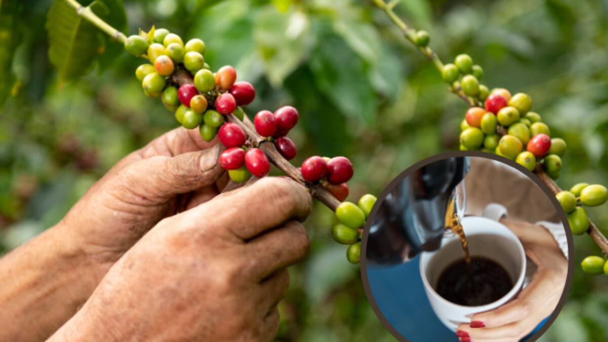 Conozca el precio del café HOY 27 septiembre: Así está la carga del pergamino seco