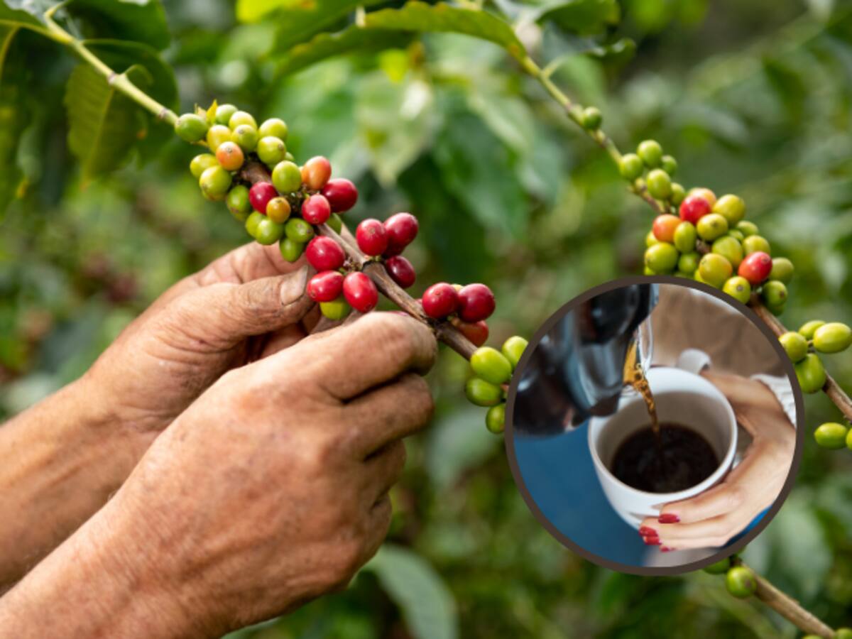 Conozca el precio del café HOY 27 septiembre: Así está la carga del pergamino seco