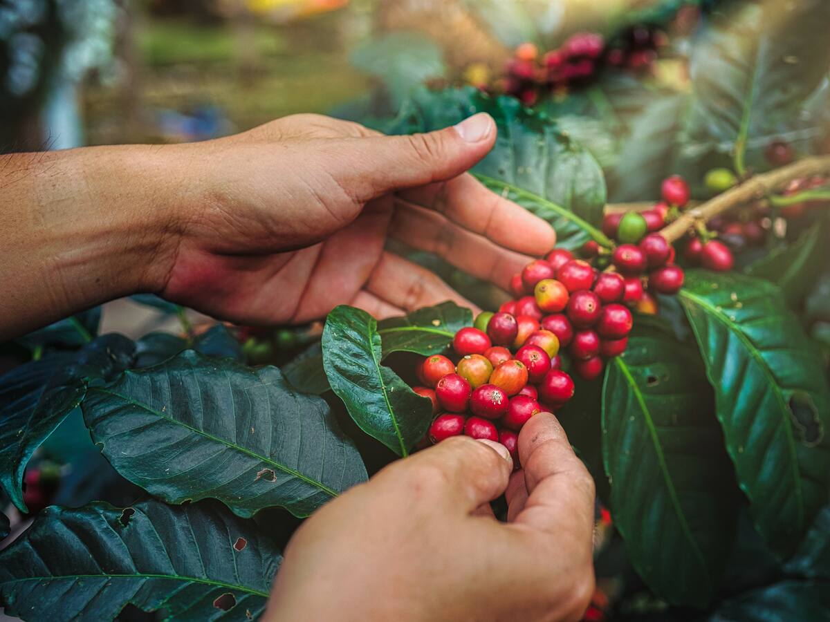 Primer sondeo con los cafeteros sobre su posible próximo gerente general