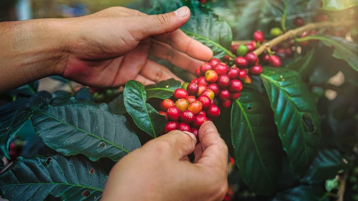 Primer sondeo con los cafeteros sobre su posible próximo gerente general
