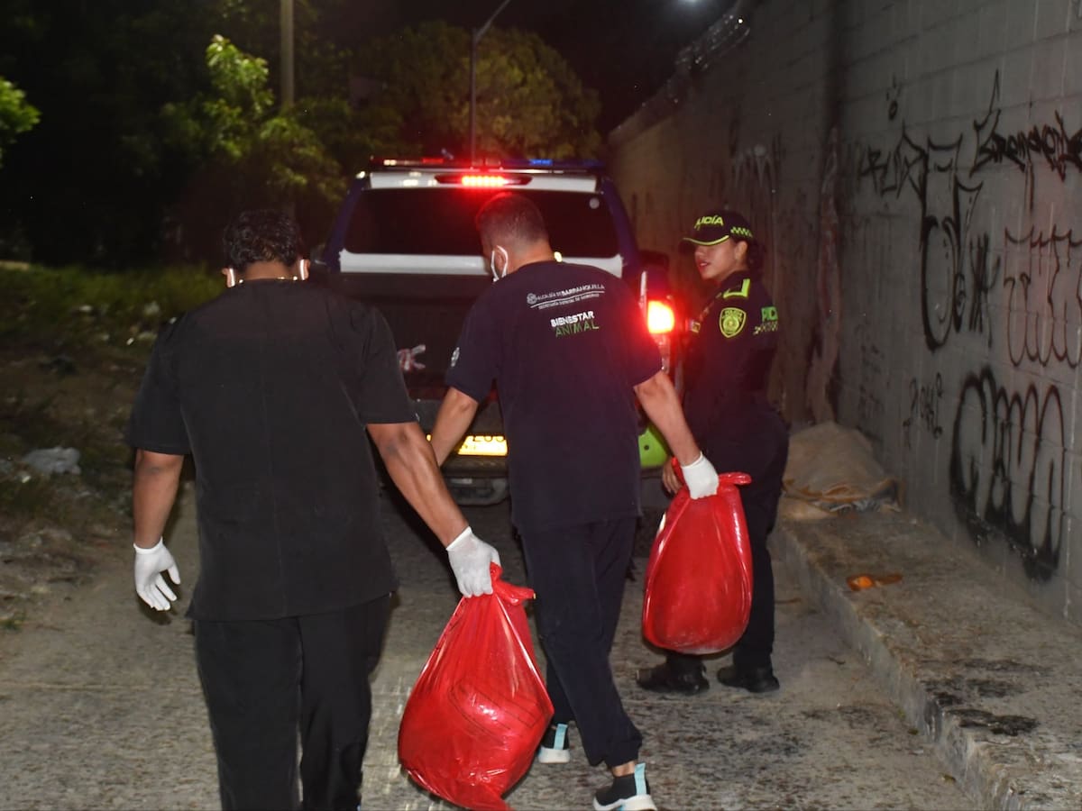 Hallan dos perros sin vida y con signos de quemadura: Alcaldía de Barranquilla rechazó el caso