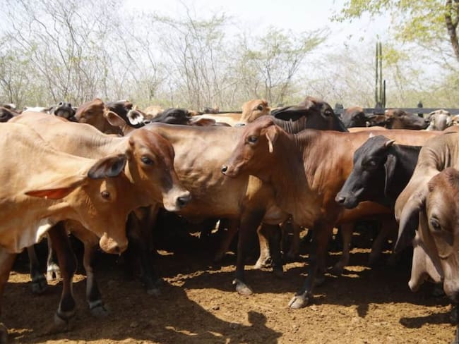 Entrega de bovinos a 600 familias de los Montes de María