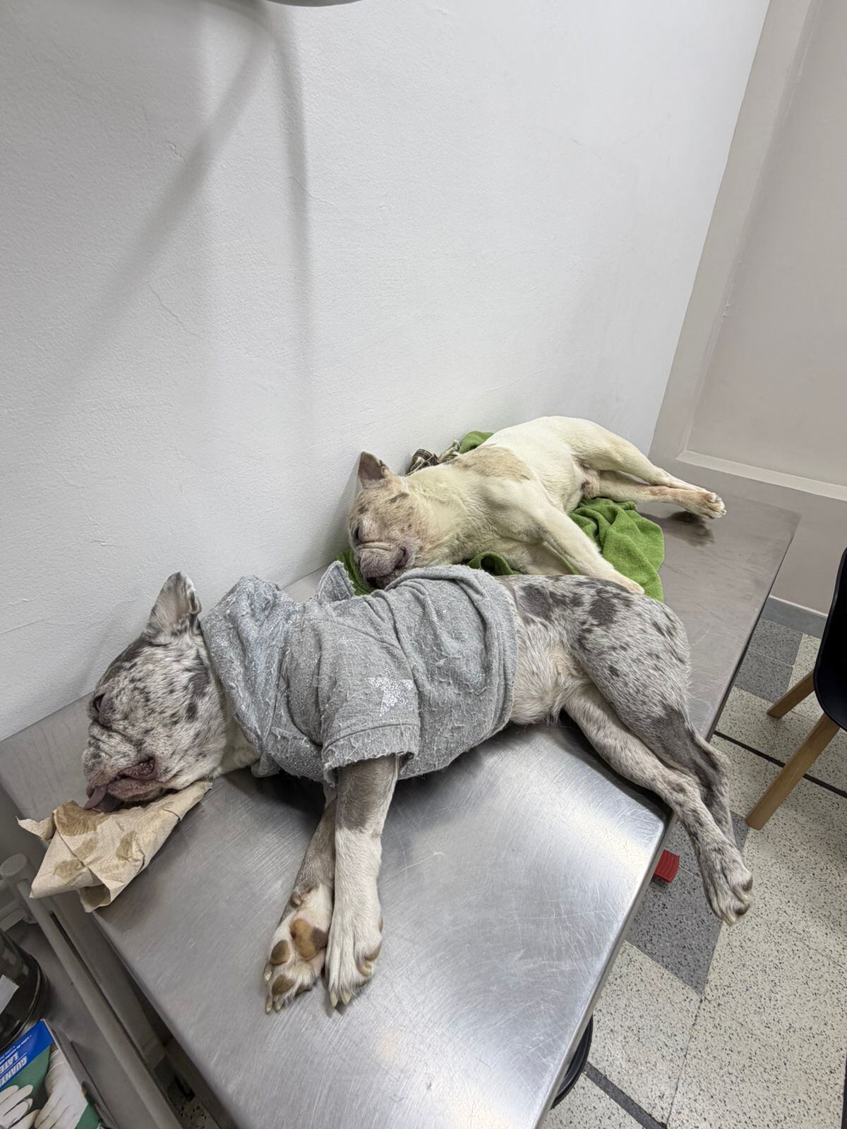 De izquierda a derecha: Paz y Apolo, ambos de cuatro años.