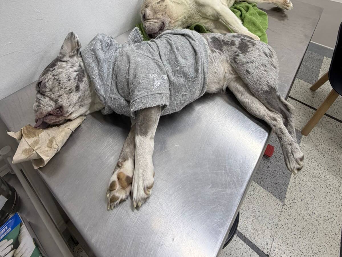 Nuevo caso de envenenamiento animal en Medellín pone foco en el cuidado y la denuncia