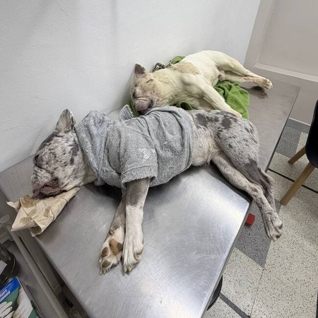 De izquierda a derecha: Paz y Apolo, ambos de cuatro años.