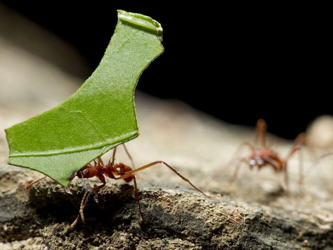 Hormigas y agro