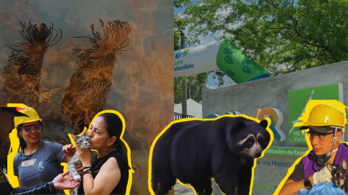 Cali recibió rescatistas internacionales: ya son más de 247 animales afectados y 169 rescatados