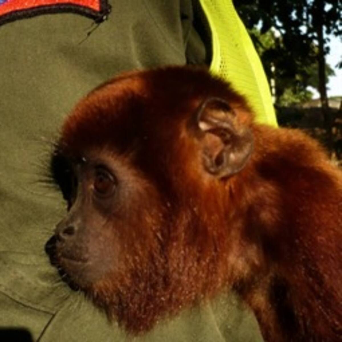 Importante labor en el Amazonas para rescatar animales salvajes