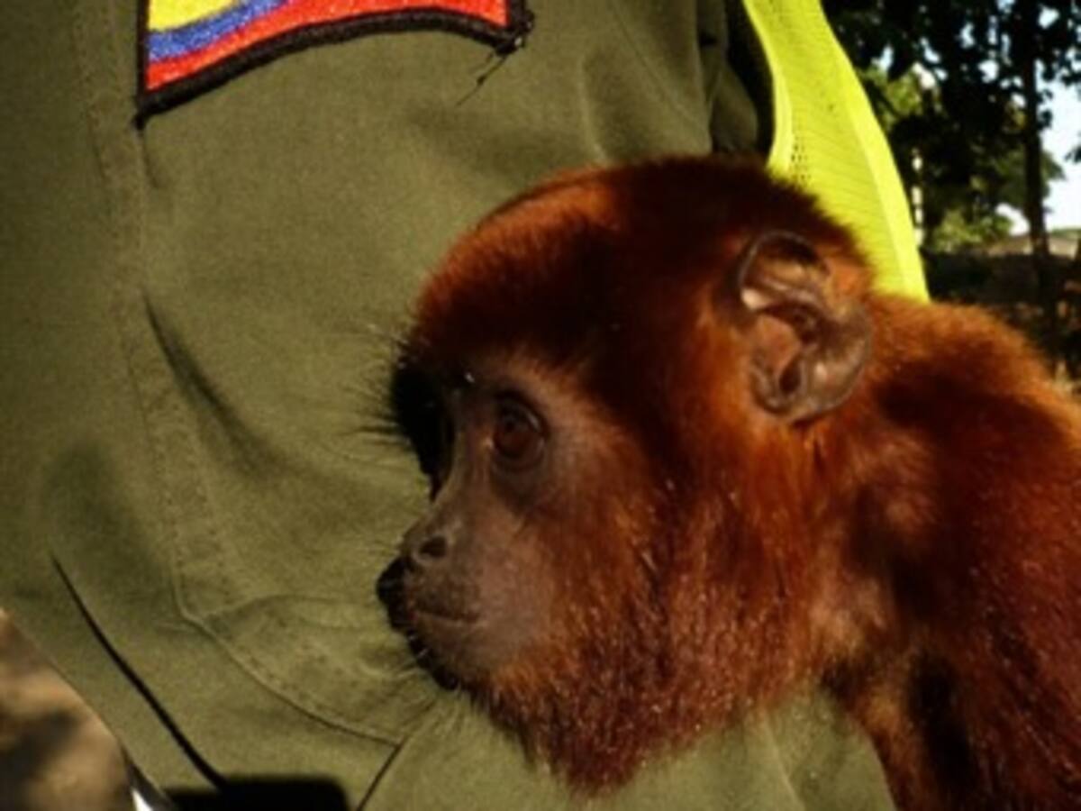 Importante labor en el Amazonas para rescatar animales salvajes