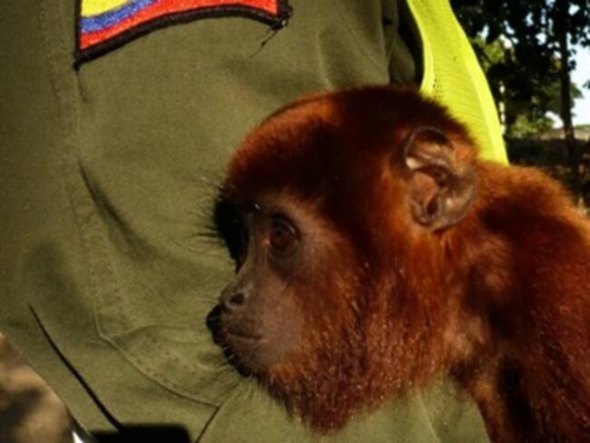 Importante labor en el Amazonas para rescatar animales salvajes