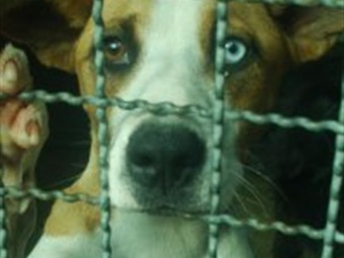 Denuncia sobre el mal manejo que le están dando en el centro de Zoonosis de Bogotá a los cadaveres de animales