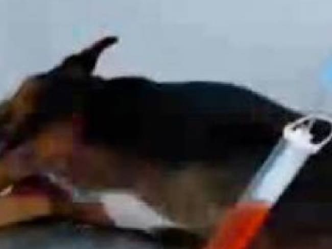 Investigan abuso sexual y maltrato a una canina en San Gil