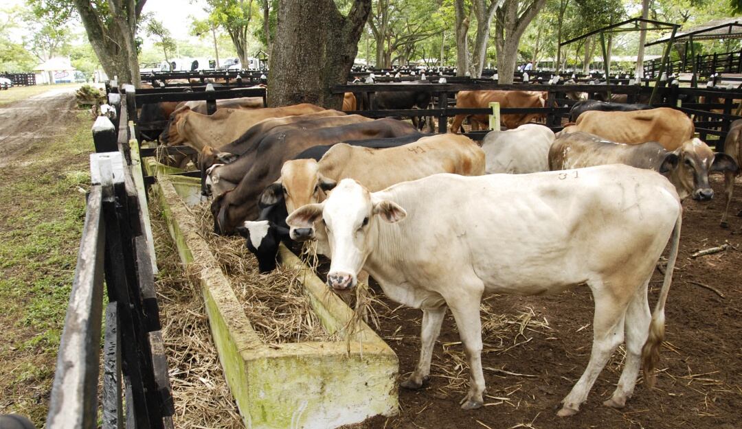 Buen año para gremio ganadero del Huila