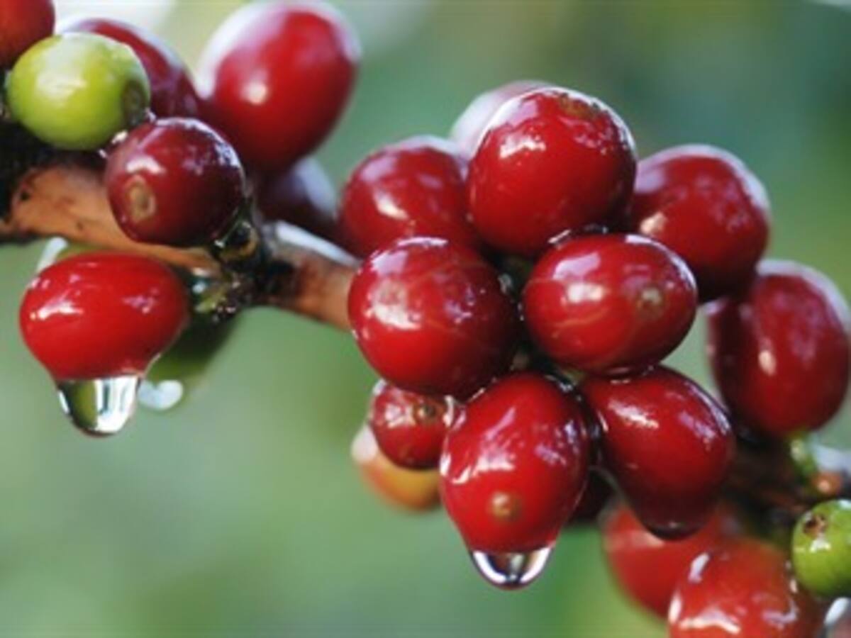 Caficultores quindianos estarían pensando en retirarse de la Federación de Cafeteros