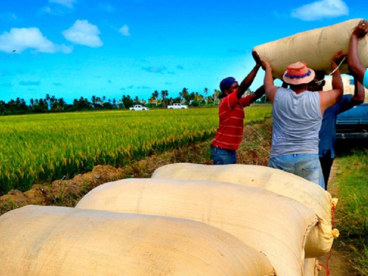 Arroceros abandonan sus fincas ante condiciones de comercialización