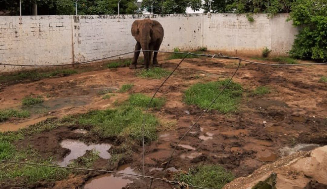 Elefante 'Tantor' en el Zoológico de Barranquilla