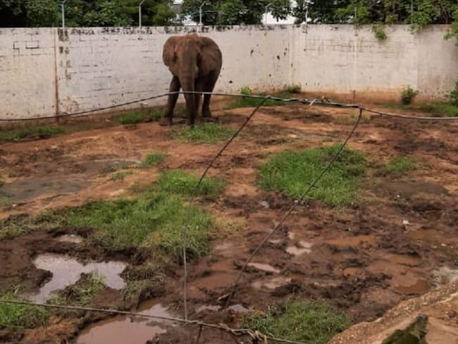 Elefante &#039;Tantor&#039; en el Zoológico de Barranquilla