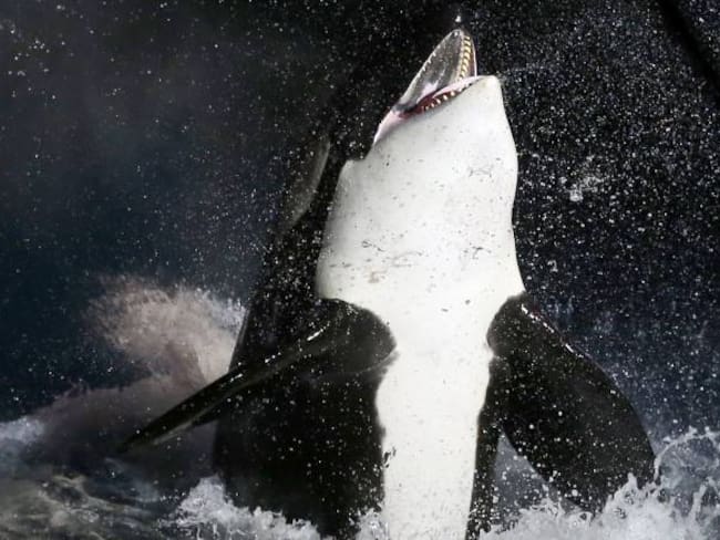 Estados Unidos recibe demanda por no proteger el hábitat de las orcas