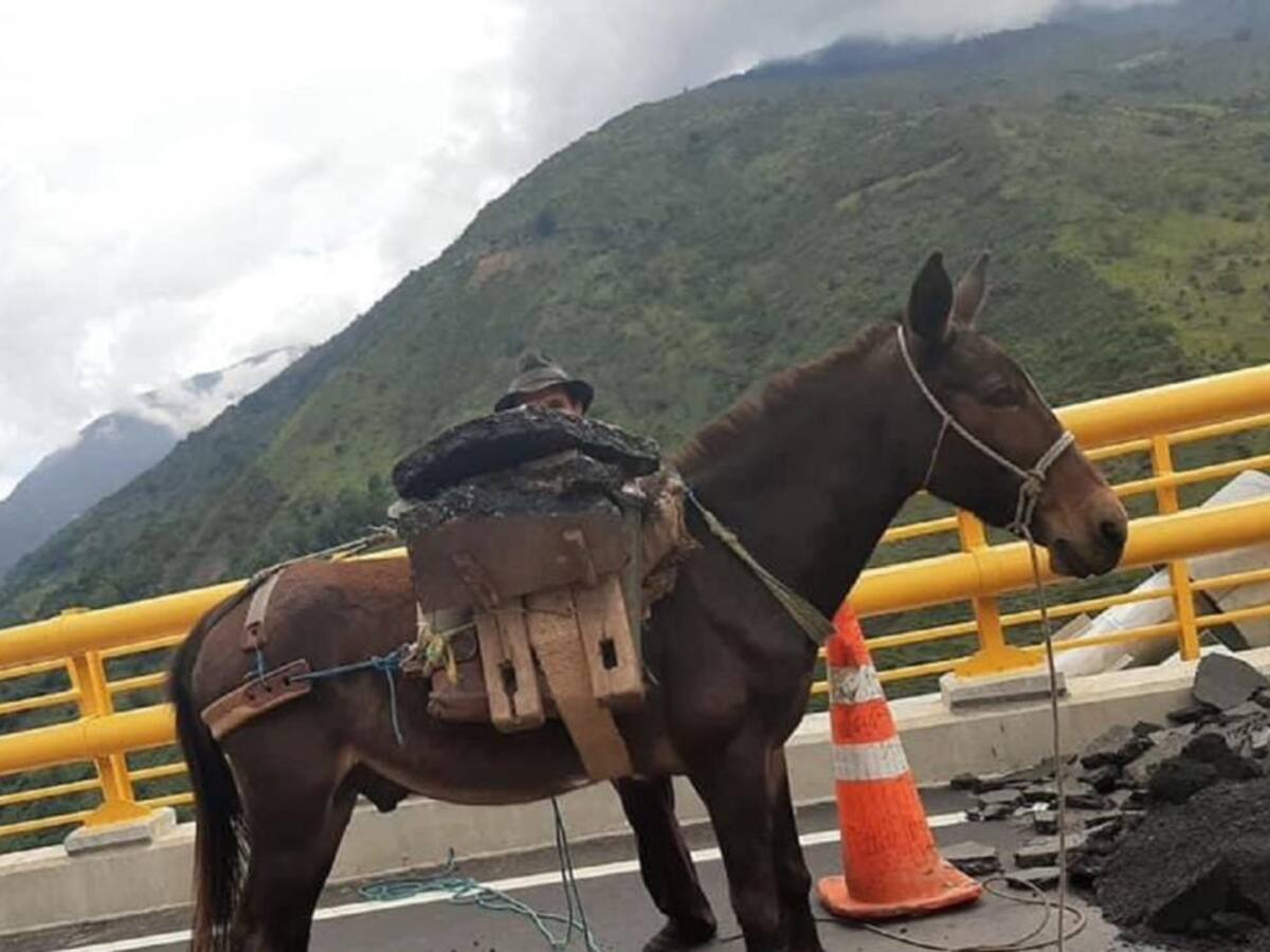 A lomo de mula en el puente más moderno del país
